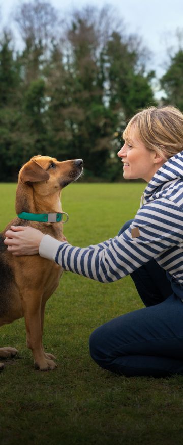 Frontline for dogs on sale asda